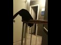 Cat playing with tail