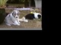Chiots Berger Australiens L.O.F de la Tribu du Vent Chiots Berger Australiens L.O.F de la Tribu du Vent