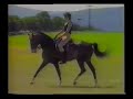 akhal teke stallion Lakmus - Dressage