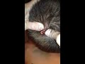 Head cyst
