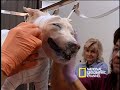 Mummy Pets