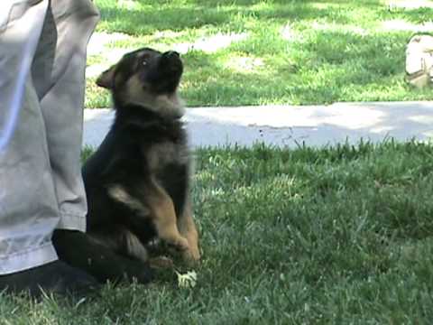 how to care german shepherd puppy