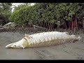 Strange Creatures