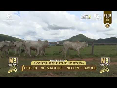 9� MEGA LEIL�O DA MB LEIL�ES