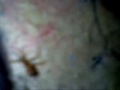 massacre da formiga na aula de quimica 66´