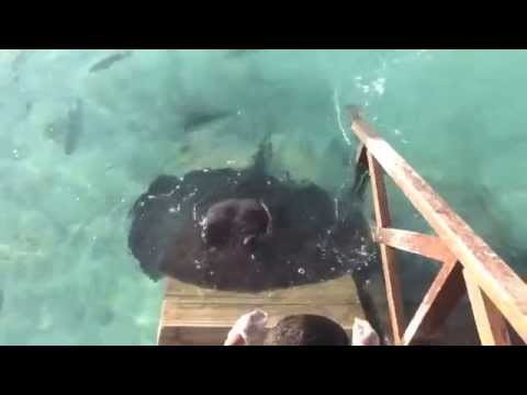 Arraia gigante vem comer na mão