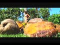BSTV V10 #11