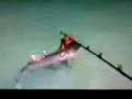 DOG VS SHARK DOG VS SHARK