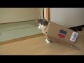 箱サンドなねこ。-box Sandwich Maru.