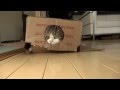 箱サンドなねこ。-Box Sandwich Maru.-