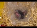 4-5 Day Old Baby Bunnies