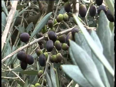 how to cure olives nz