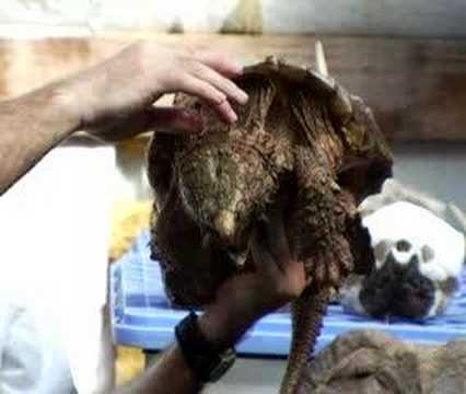 Alligator Snapping Turtle DVD - ...