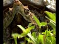 Alligator Snapping Turtle DVD - Loggerhead Acres Turtle Farm