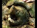Alligator Snapping Turtle DVD - Loggerhead Acres Turtle Farm