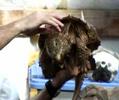 Alligator Snapping Turtle DVD - Loggerhead Acres Turtle Farm