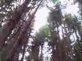 Symbiosis - Still Alone in the Path of Life