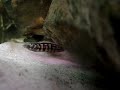 Julidochromis transcriptus gombi http://cmcas.com.br/forum