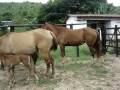 videos de cavalos 007.mpg