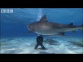 Swimming with Tiger Sharks - Shark Therapy - BBC Animals