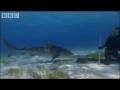 Swimming with Tiger Sharks - Shark Therapy - BBC Animals