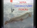 Взгляд из подо льда. Жерлица, щука, хватка.