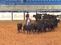 Futurity-ANCA-2008-A