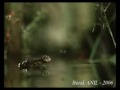 Artis Indonesia Baik Punya Goyang - Part 2