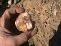 Agate Hunt 1 Agate Hunt 1