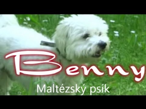 how to whiten stained dog fur