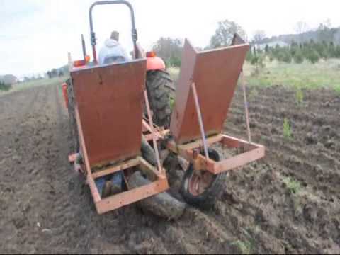 how to fertilize cryptomeria