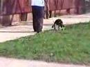 Chi-town Doggies