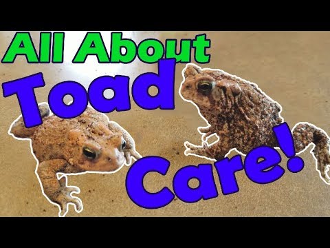 YouTube reptile video