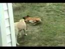 Bóxer video