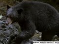 Mark Rendall in Spirit Bear - clip 1