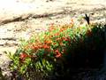 Hummingbird on California fuchsia