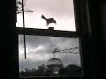 Thwump Thwump