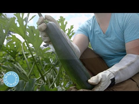 how to harvest a zucchini