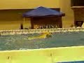 ultimate-air-dogs-dock-diving-at-the-super-pet-expo-i.html