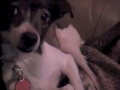 My dog Alei (aka Beuts)