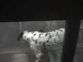 Maltrato Animal, Homecenter Sodimac, Stgo Chile Maltrato Animal, Homecenter Sodimac, Stgo Chile