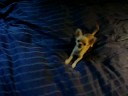 Chihuahua Kenzo