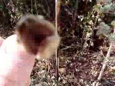 Garter Snake Attacks !!!