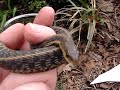 Garter Snake Attacks !!!