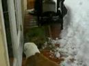 Jiggs and Tuxedo- Playing in the Snow