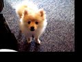 Wicket