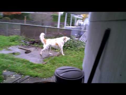 great pyrenees