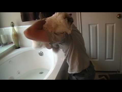 how to properly give a cat a bath
