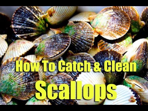 how to harvest bay scallops