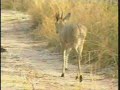 Grey (Common) Duiker